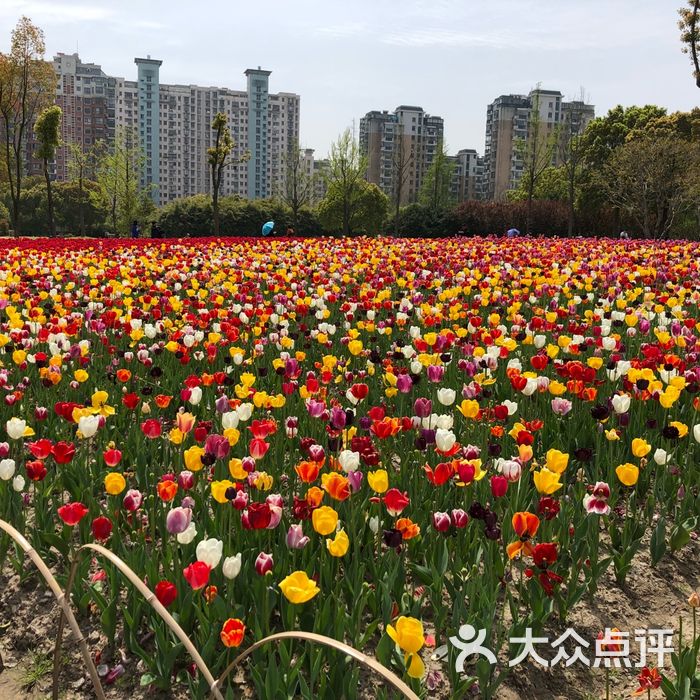 大寧鬱金香公園