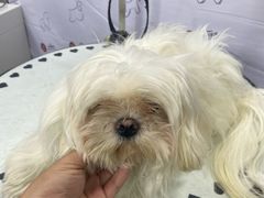 -伟伟宠物医院·CT影像中心·瑞派犬猫综合性门诊(汉口总院)