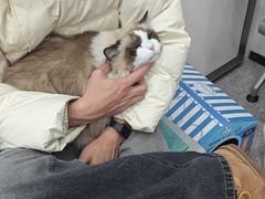 -四月宠物医院·猫专科·心脏专科·内科(转塘店)