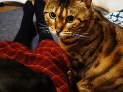 -猫在这儿猫咪咖啡馆·撸猫馆