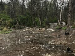 -五营红松林海景区