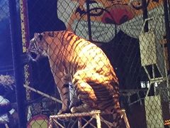 -是拉差龙虎园(Permanently closed)