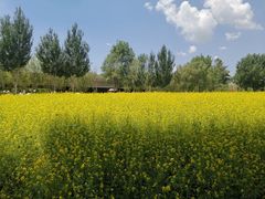 -长白岛森林公园