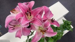 -斐尔国际皮肤管理中心