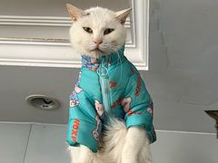 -宠物星动物医院·眼科·异宠·猫科(江南大道总院)