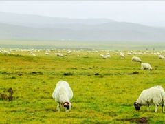 -祁连山草原