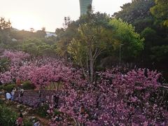 -狐尾山公园