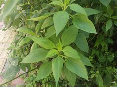 -洛柔芙(CBD万达店)