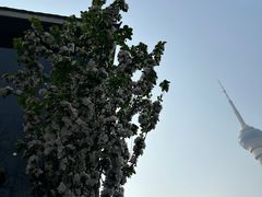 -中央广播电视塔