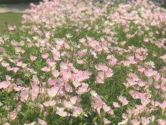 -昆山城市生态森林公园