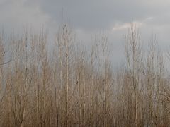 -白鹭湾湿地公园