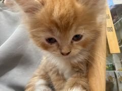 -楼上猫咖(罗湖店)