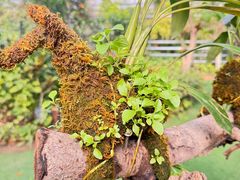 -呀路古热带植物园