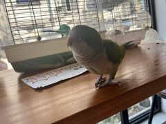 -吉丁鸟咖·异宠·寄养