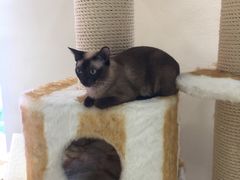 -藏猫猫咖啡主题馆(中央大道店)