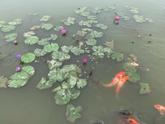 -大湾区中央湿地公园