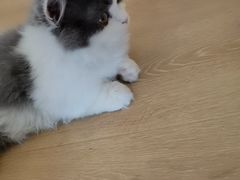 -猫腻·猫咖·撸猫馆(星光大道店)