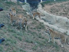 -大连森林动物园