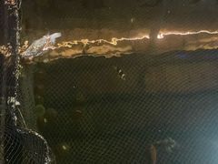 -蓝湾碧波·老字号·疍家非遗海上餐厅