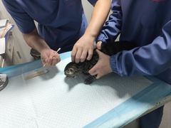 -半岛宠物医院24小时(科华中路店)