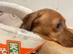 -Let's go狗咖·猫咖·奶狗·桌游(春熙路IFS店)