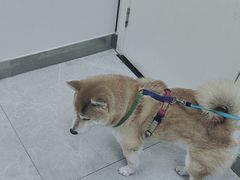 -中农国际动物医院24小时·猫科·骨科·急重症中心