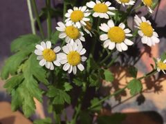 -为你钟情咖啡馆(春熙路太古里步行街店)