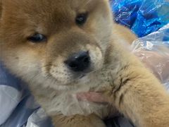 -龟与熊猫宠物公园(南坪店)