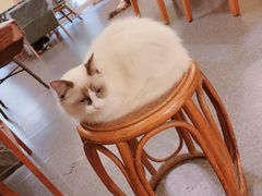 -猫色咖啡·猫咖