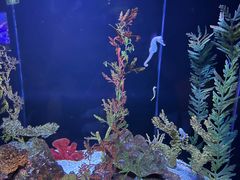 -上海海洋水族馆