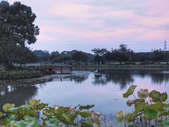 -铭莲·八卦田水上餐厅