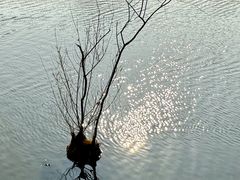 -西湖风景区-江洋畈生态公园