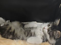 -达爱动物医院·犬猫分区·CT·复杂眼科(远洋山水分院)