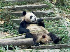 -中国大熊猫保护研究中心雅安碧峰峡基地