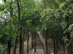 -东莞市大岭山森林公园
