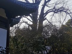 -常熟方塔园