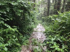 -素山寺森林公园