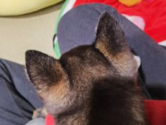 -逗柴咖啡屋·狗咖猫咖宠物桌游