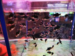 -三旗百汇商品城