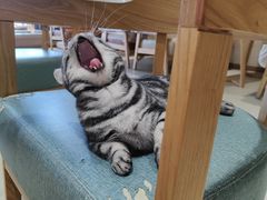 -藏猫猫咖啡主题馆(中央大道店)