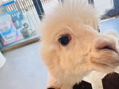 -FAIRYLAND龙族星球主题餐厅(凯丹广场店)