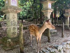 -奈良公园