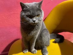 -猫色咖啡·猫咖