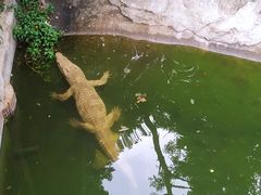 -清迈夜间动物园