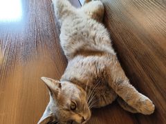 -猫岛主趣味餐厅(鼓浪屿店)