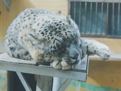 -青藏高原野生动物园