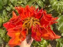 -中国科学院西双版纳热带植物园