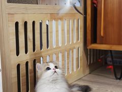 -momokira米努特·德文卷毛猫·棉花面纱犬