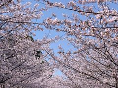 -高东镇樱花园