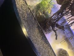 -1718海鲜姿造(苏宁宴请臻选店)